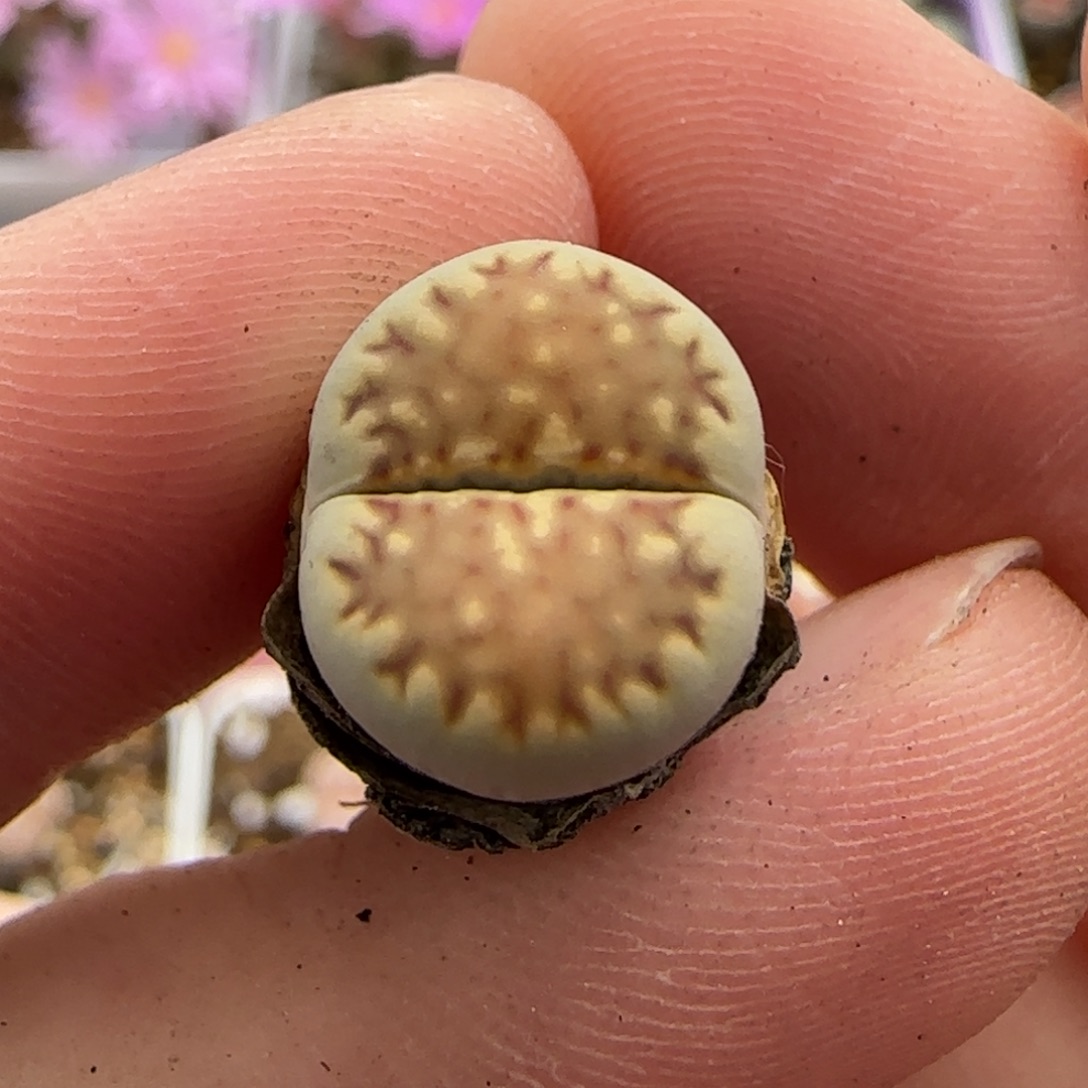 11.8。爱萌饼干福利生石花。8015