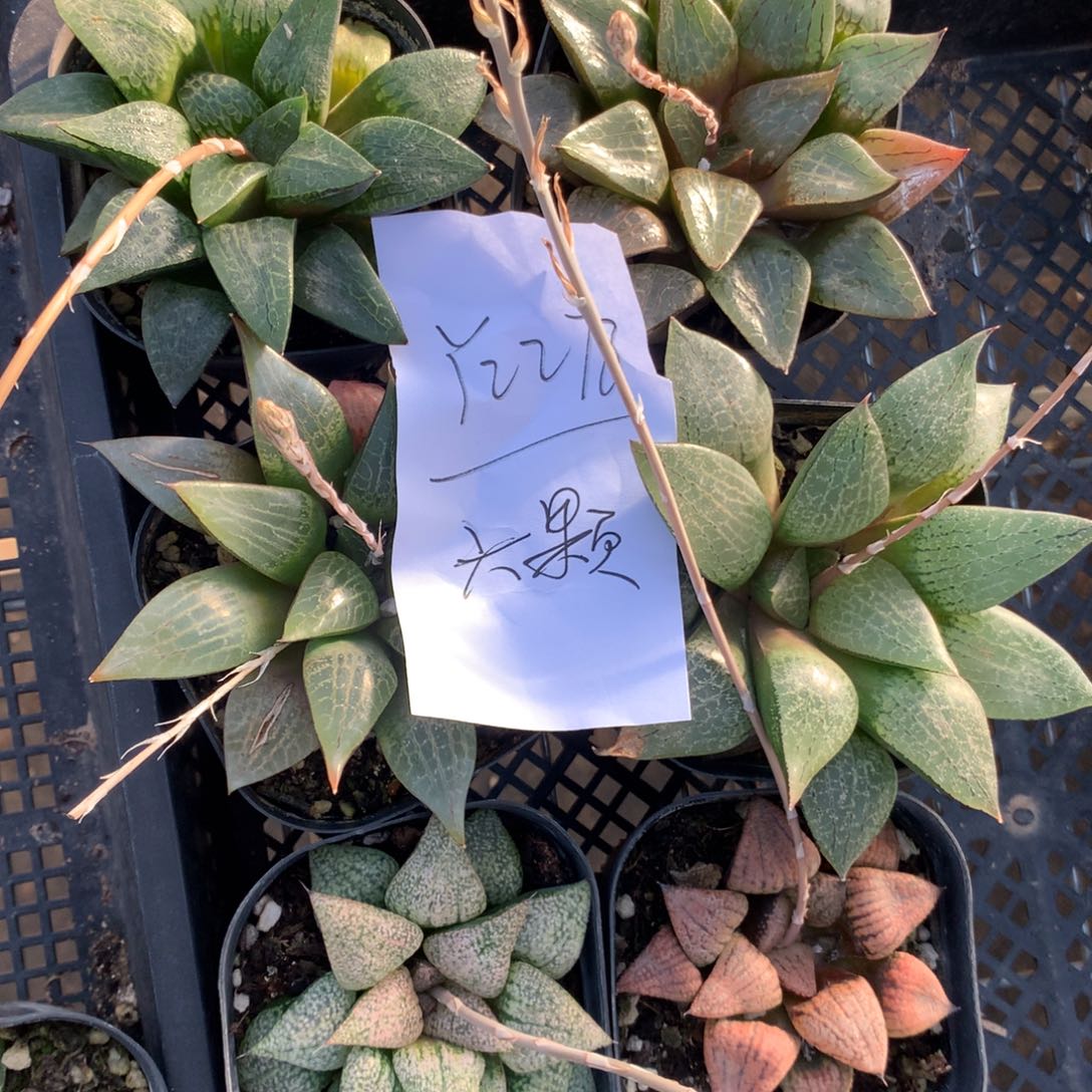 ?****?2278。 六颗福利。  