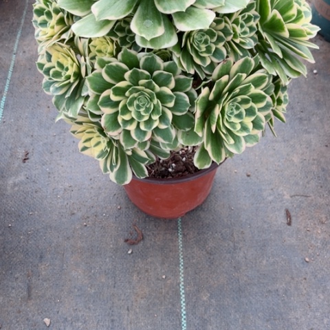 多肉植物迈巴赫锦。