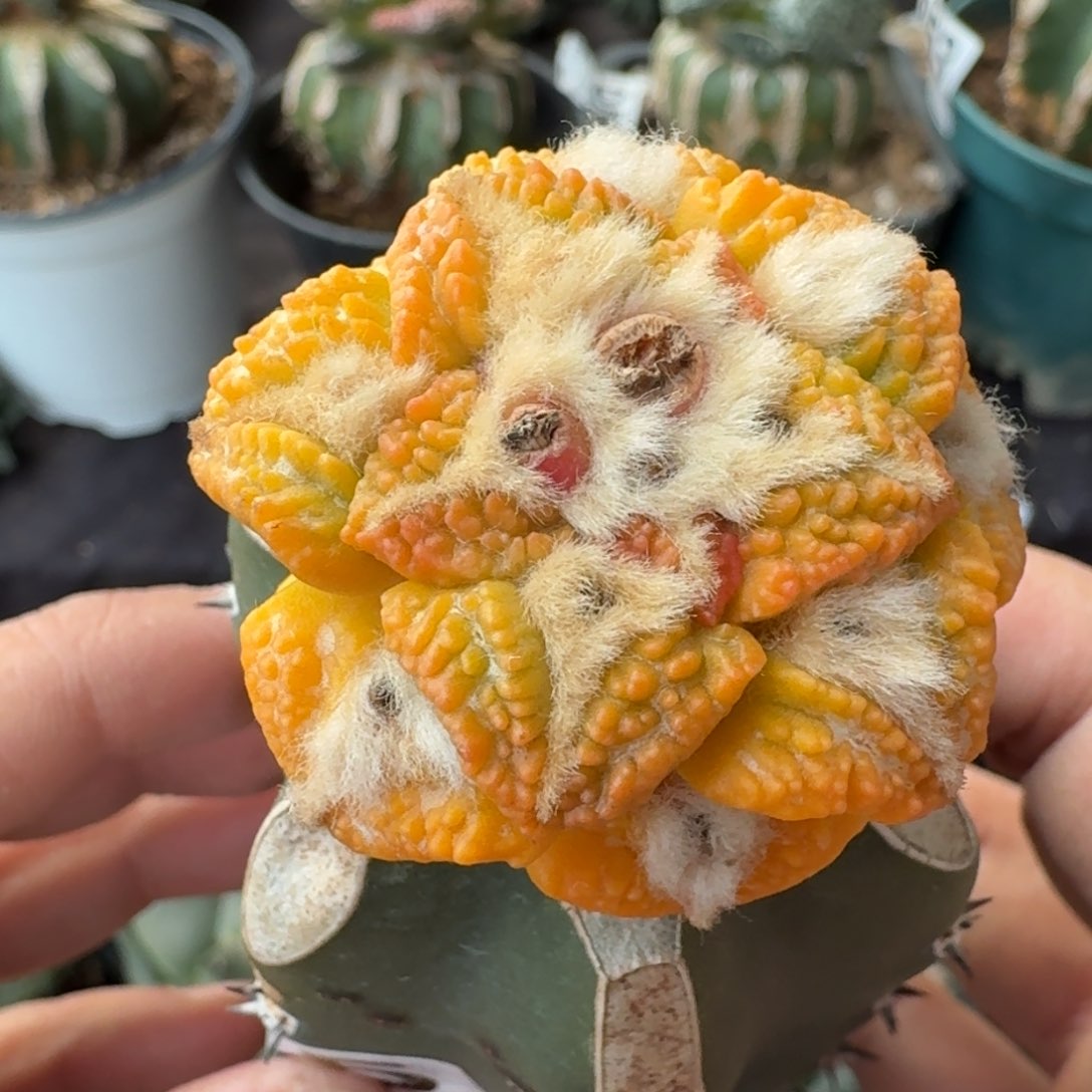 【闪购商品】苗接大尤黑锦485