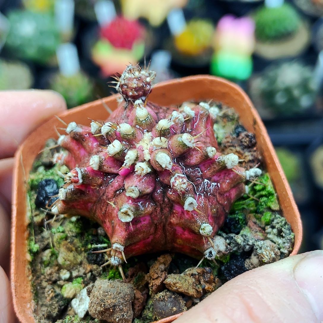 粉钻海神非偏远地区满25包邮仙人球