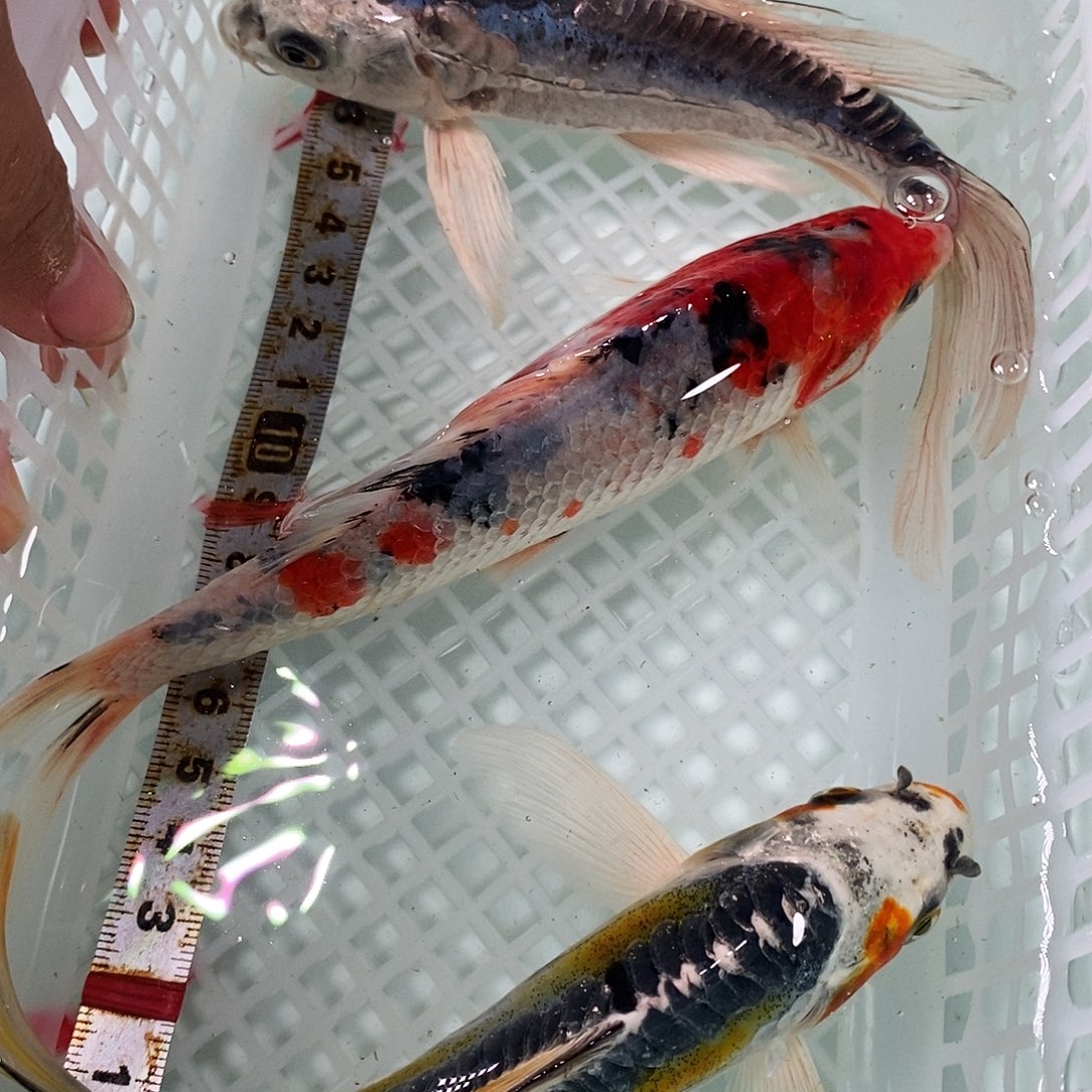 锦鲤冷水锦鲤包邮