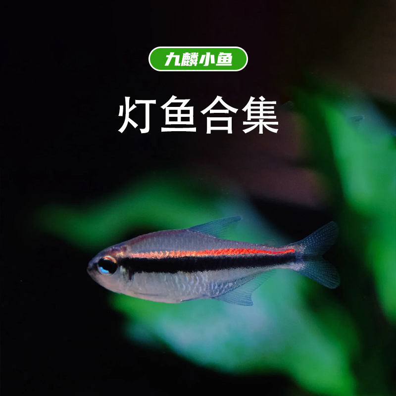 【扯旗合集】  九鳞小鱼 超值套餐合集  满三单顺丰包邮