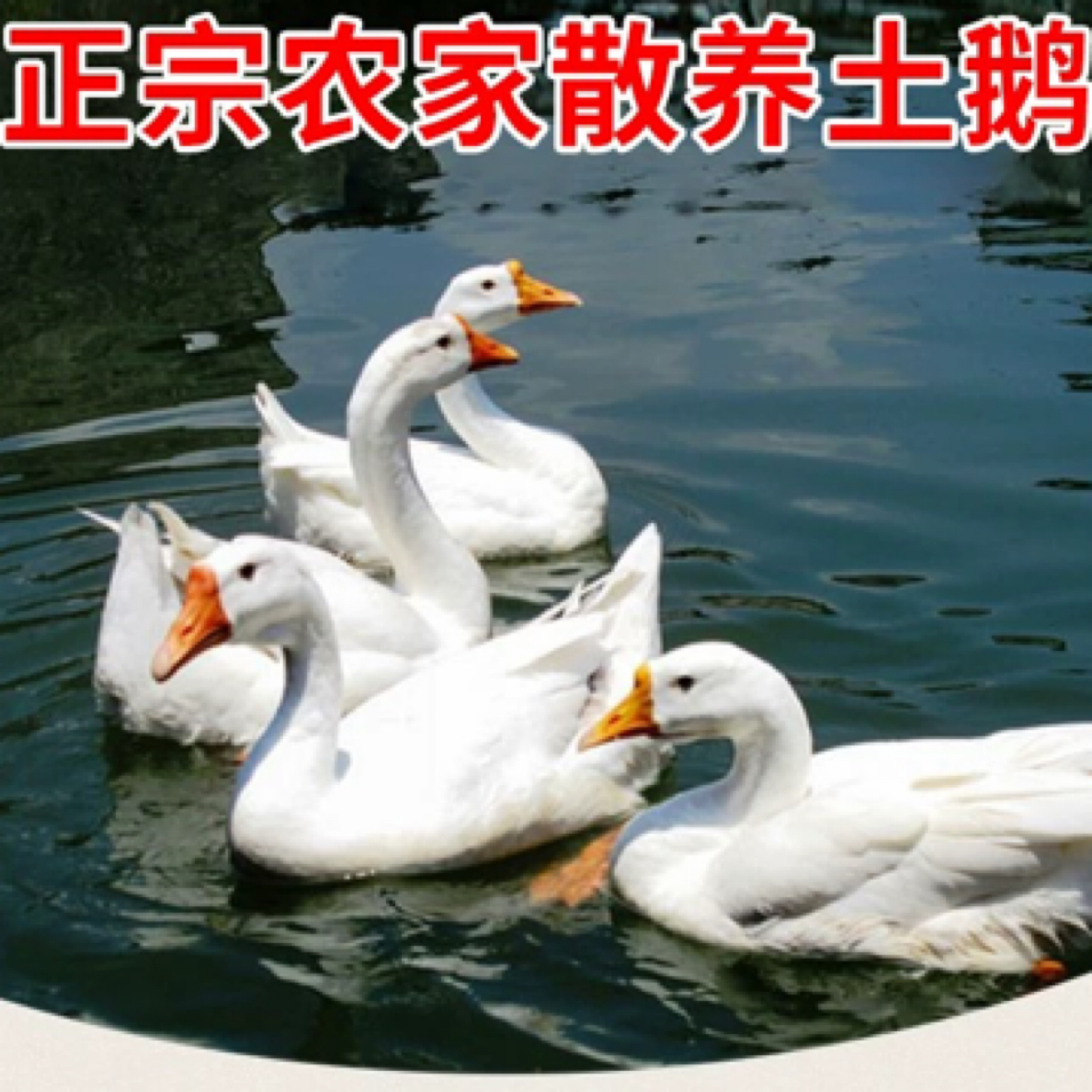 农家散养大鹅2只6.6公斤  5-6个月子鹅 铁锅炖大鹅（冷冻发货）