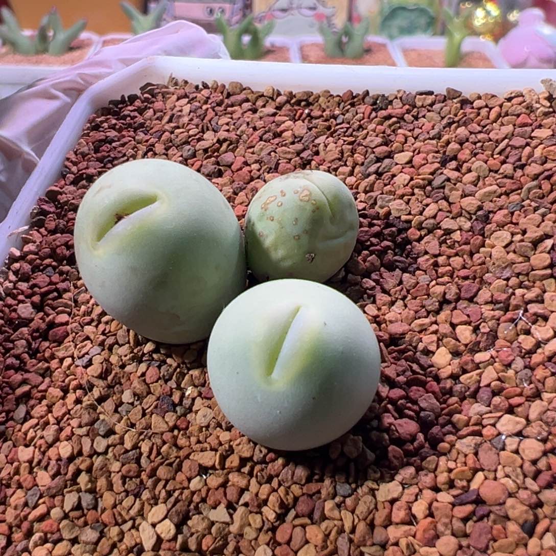 0383，中毒嘴，肉锥植物