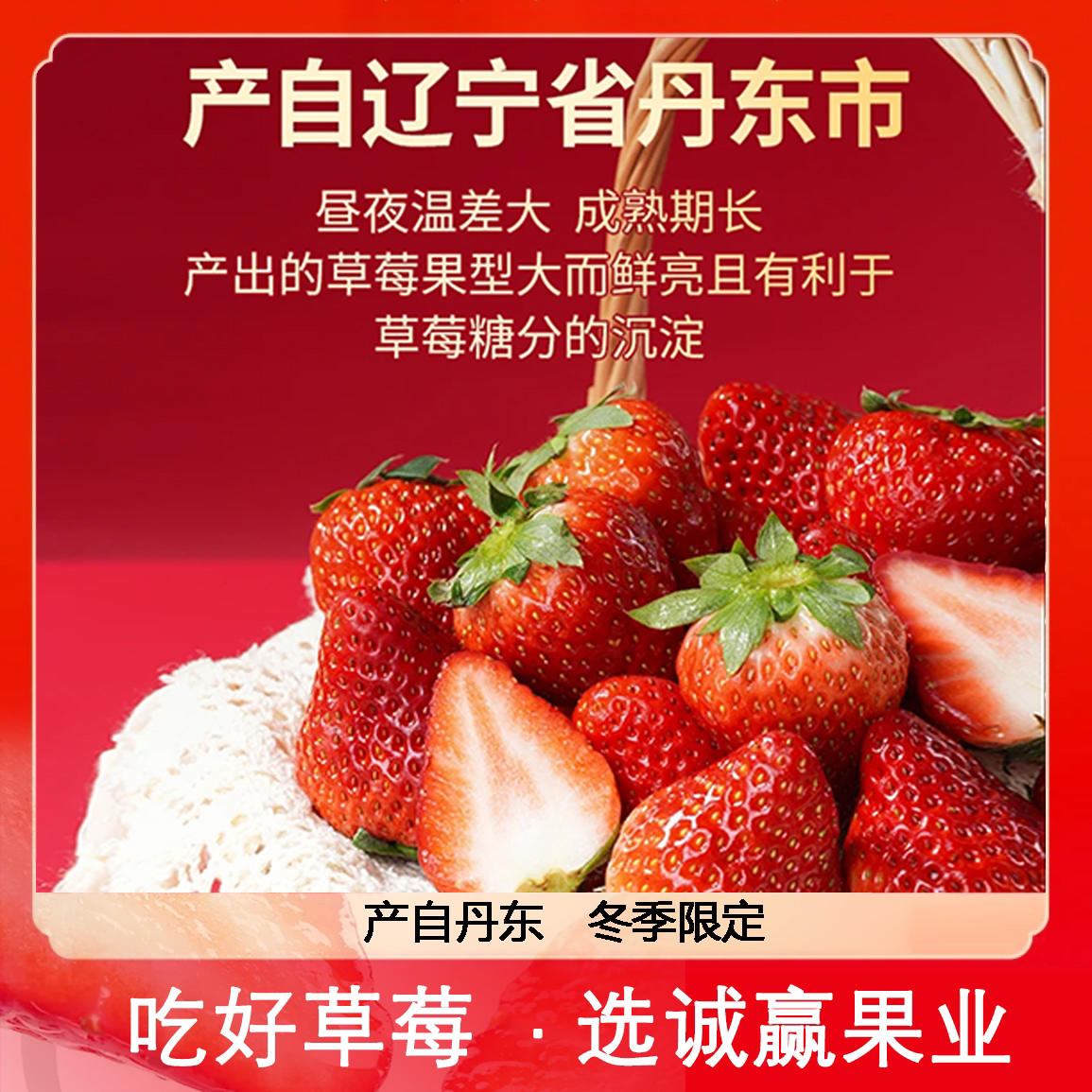 【丹东产地直发】正宗丹东九九草莓
