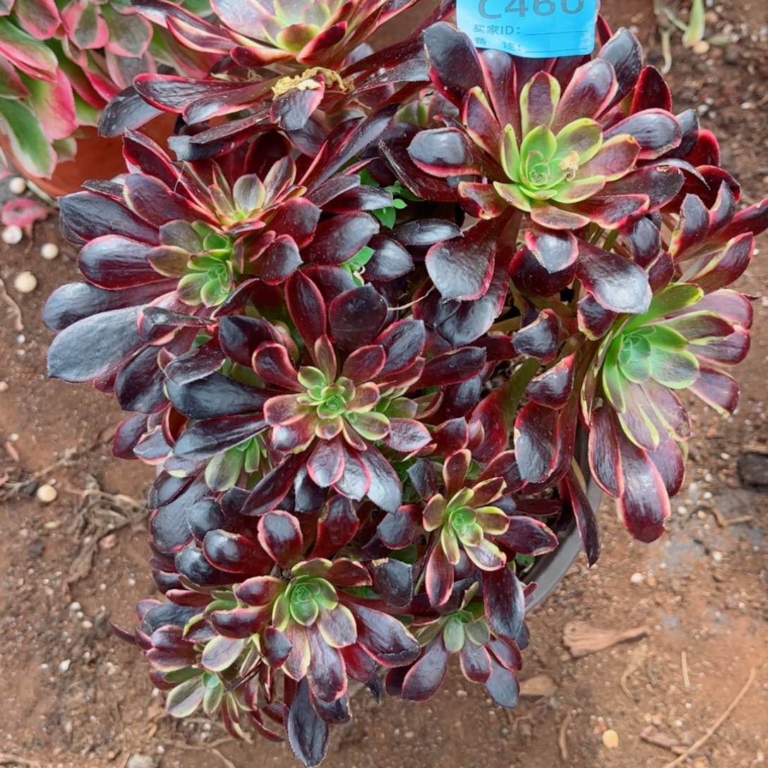 多肉植物460欧嘉莉