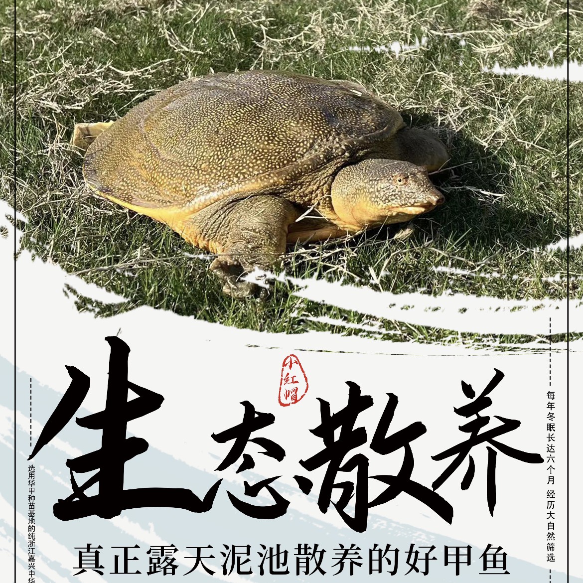 鲜活外塘中华鳖生猛青背青黄水鱼到家