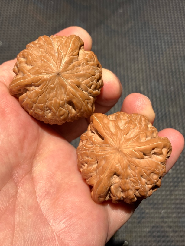 铁锤40正球奔简称锤奔文玩核桃狮子头三棱核桃异形麻核桃精品对子