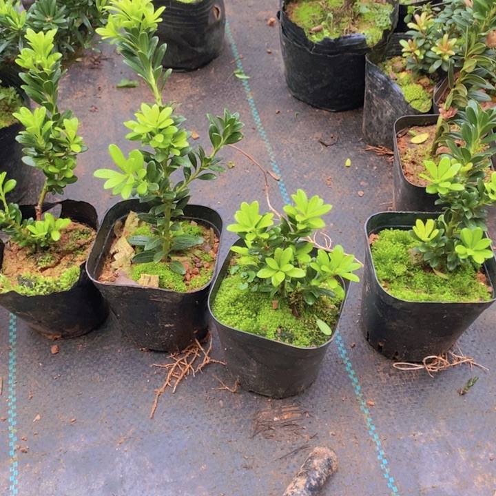 之***尚无花朵罗汉松盆景888