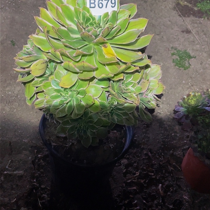 多肉法师679号大叶绿玫瑰发货