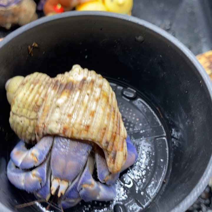 寄居蟹紫陆通体雾霾蓝2.8口左右