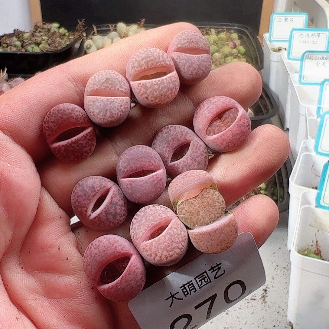 0000270 一物一拍……