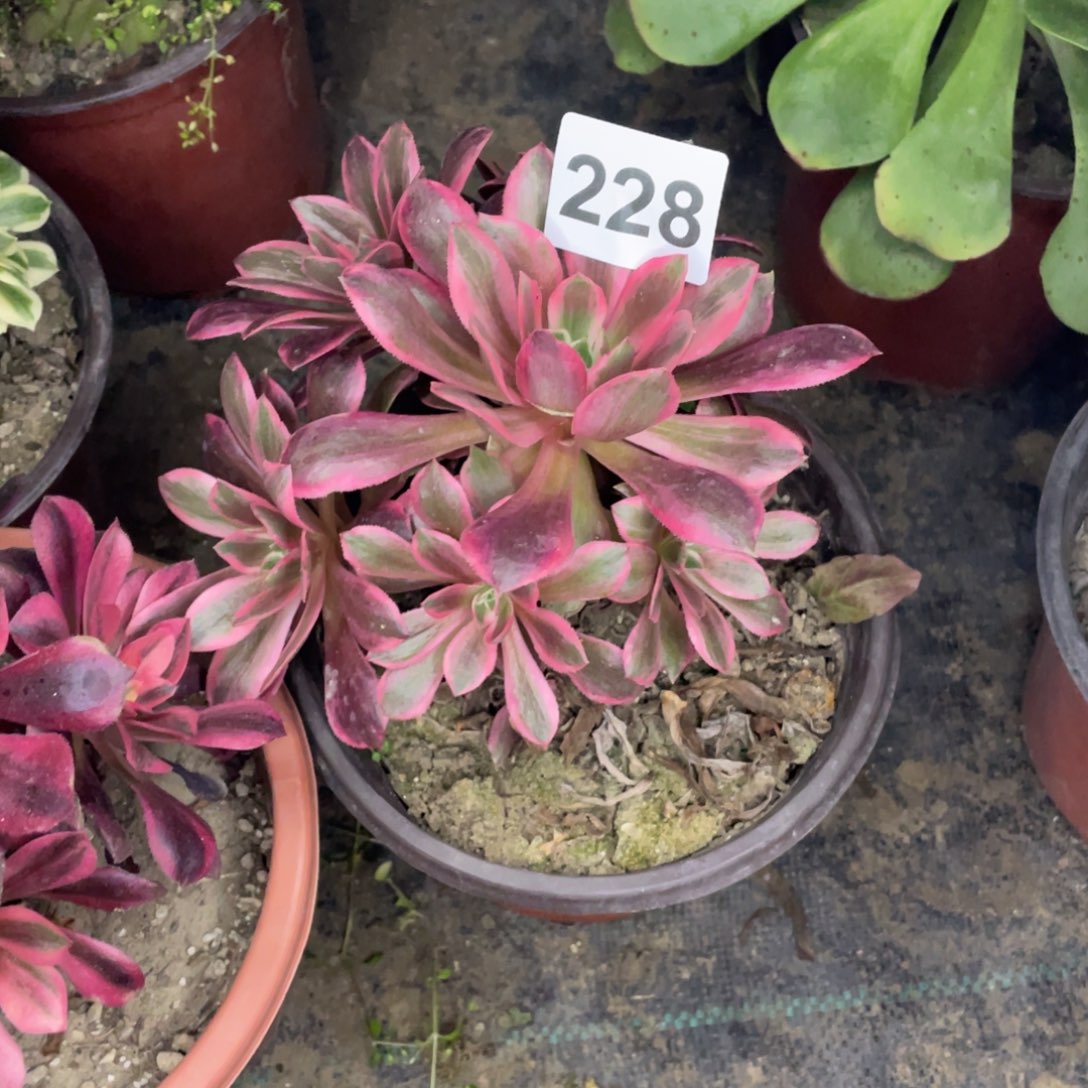 228号换的货明天给