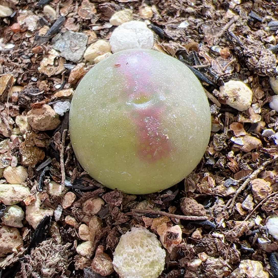 【闪购商品】119 桃杂