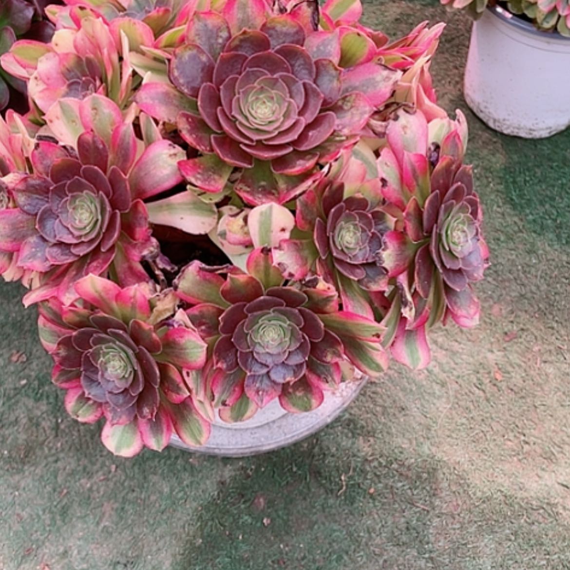 【闪购商品】法师好看也好养