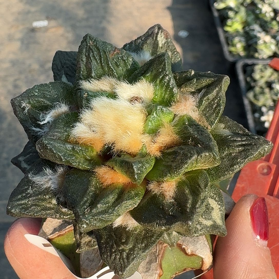 桃***地无花朵龙角牡丹157