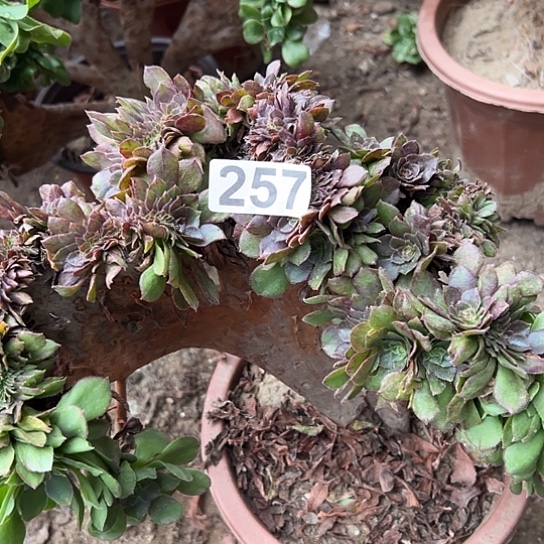 深***兰多肉植物一个万追257