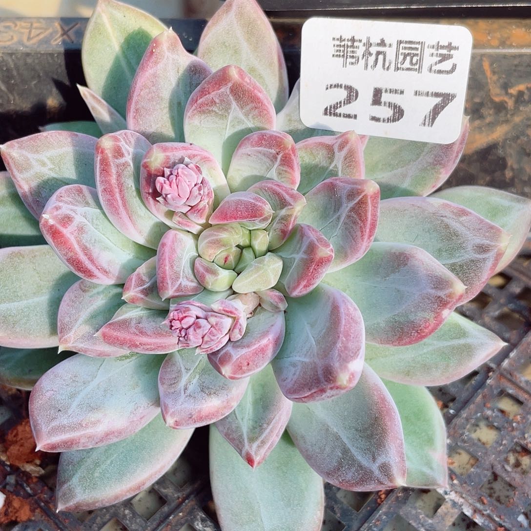 257有点锦我绣了一条裙子