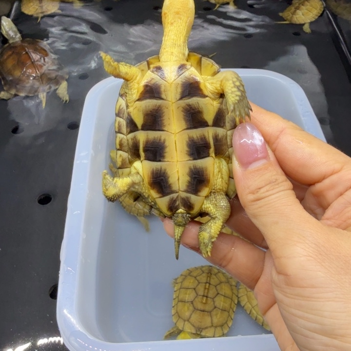 阿***刁宠物龟公母搭配瑕疵练手