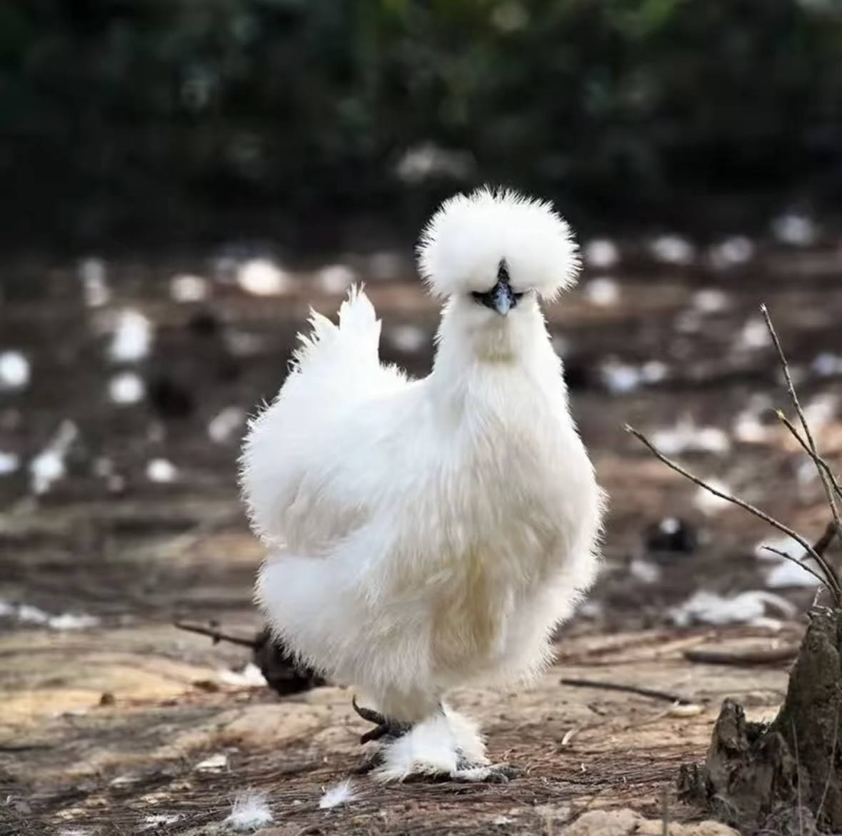 林下散养原种泰和乌鸡 炖汤 送礼 营养 农场直发