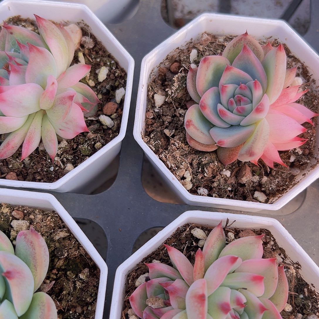 双头吉娃娃锦19包邮