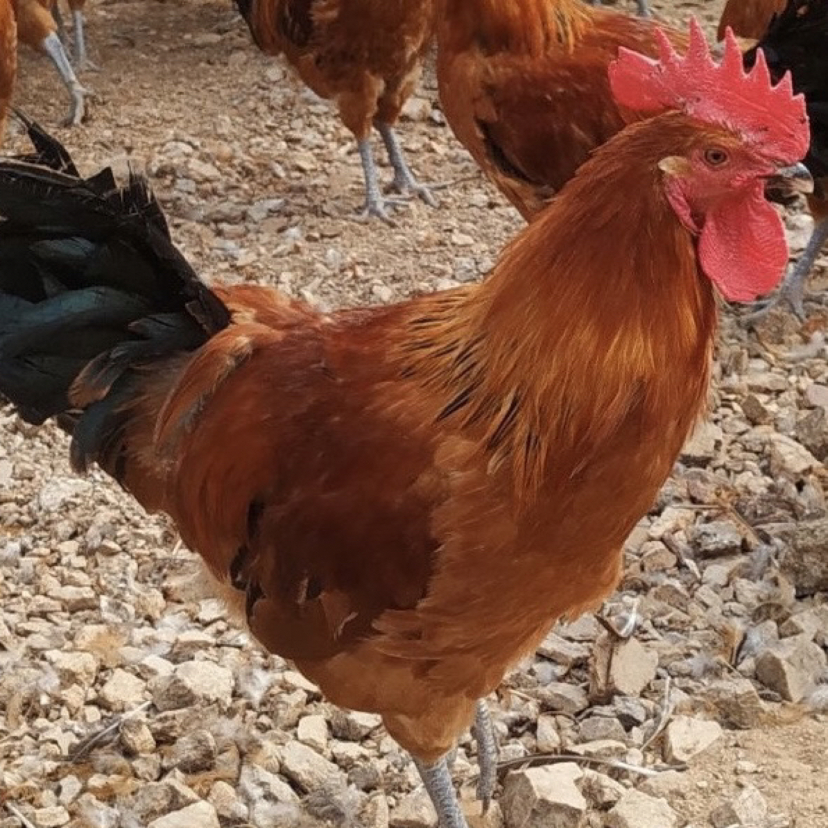 农家散养一公一母 （两只9斤左右）肉质新鲜美味