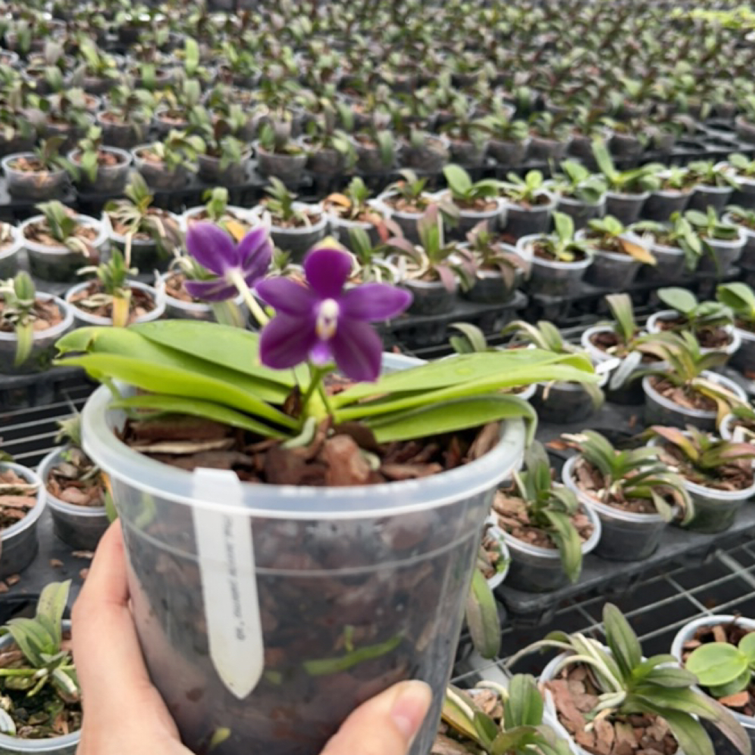 一物一拍【原生种杂交】3.5寸加高杯