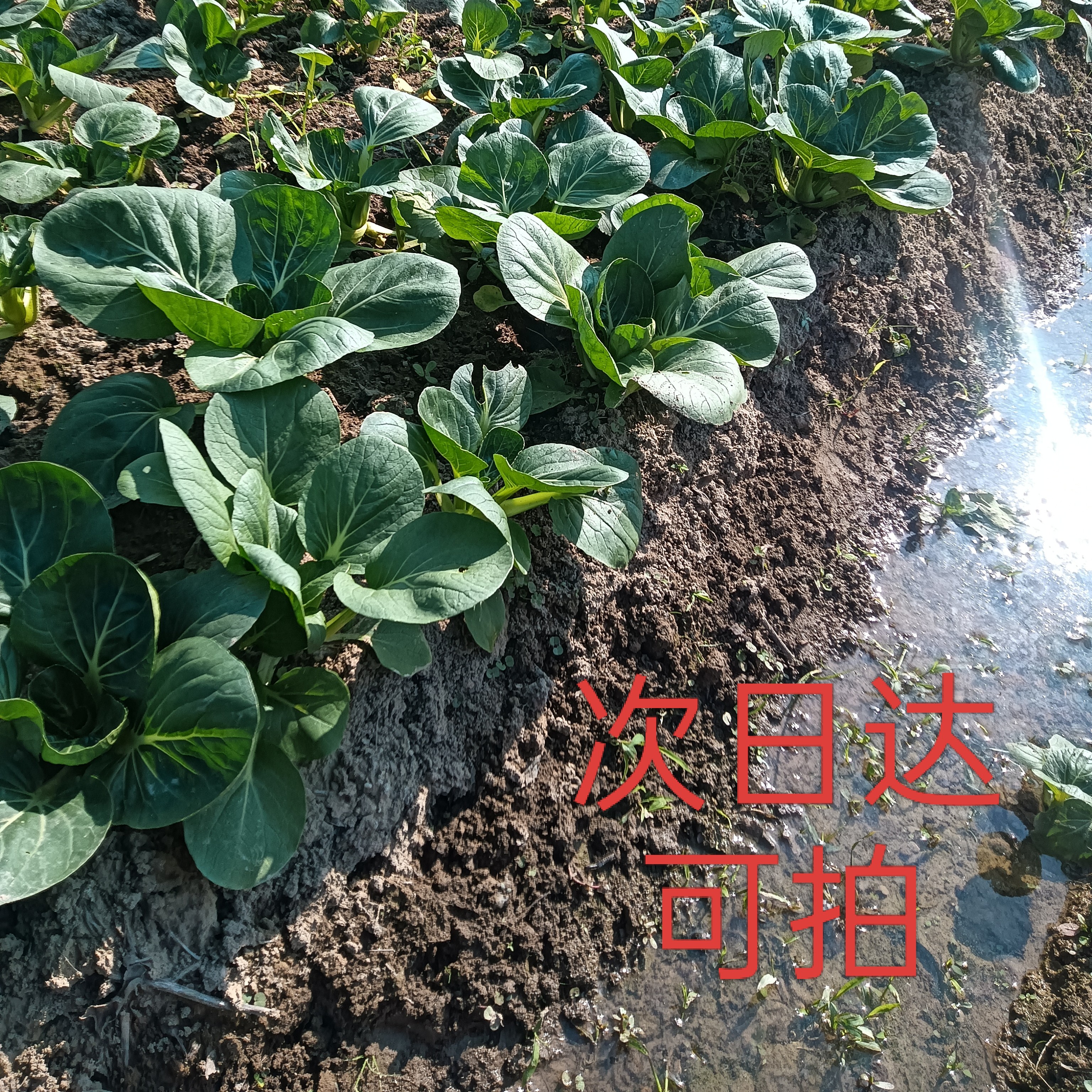 江西上饶农户露天自己种的实时蔬菜