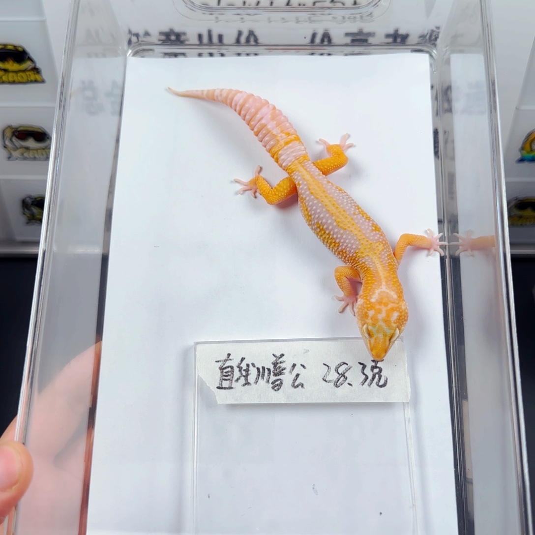 豹纹守宫直线川普弟弟