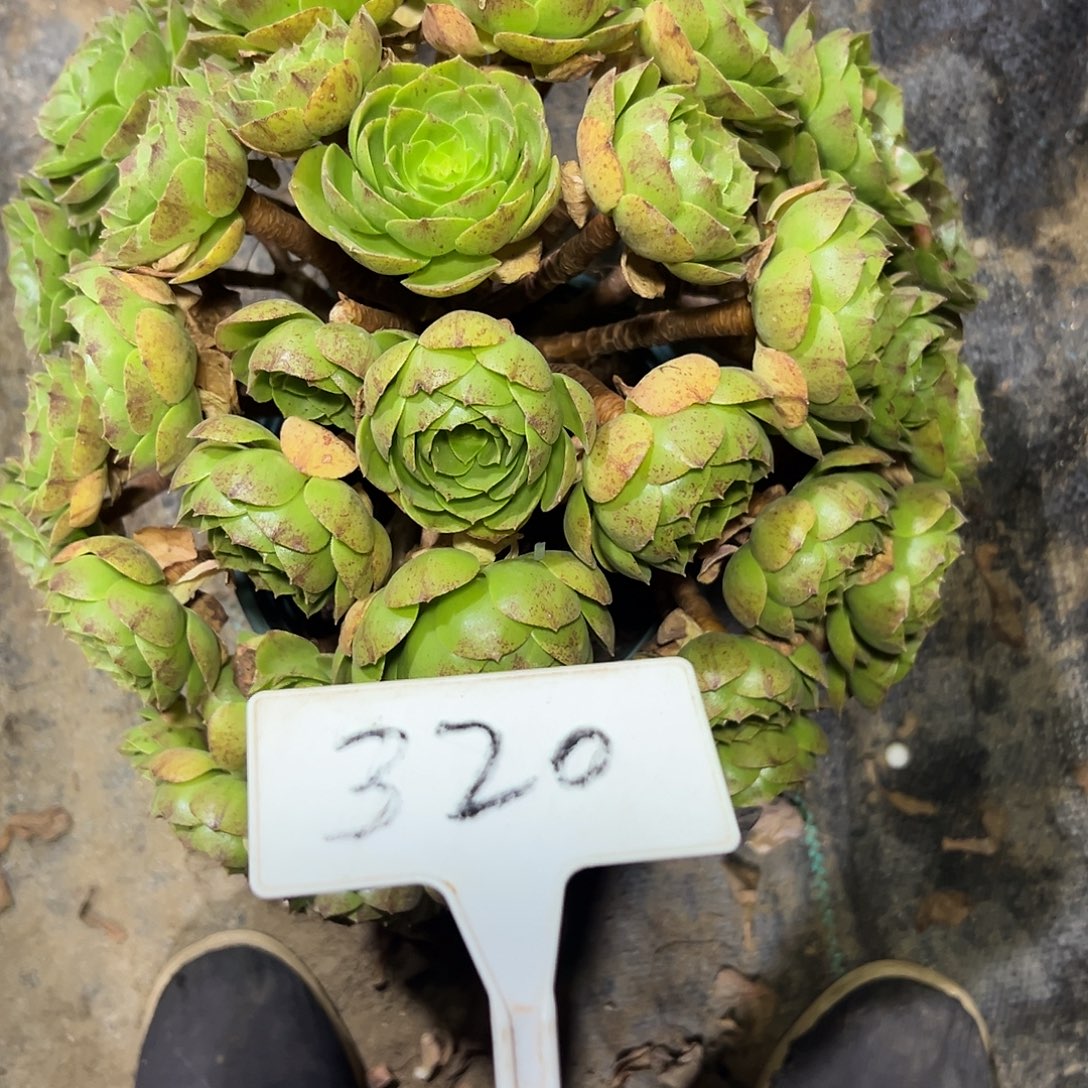 多肉植物万圣节法师320