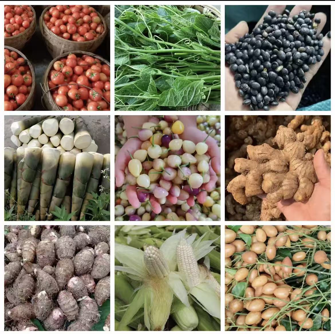 古蔺（助农直播）山货出山