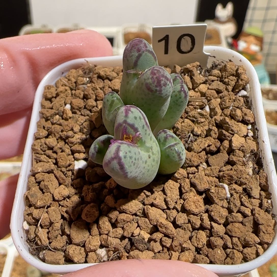 肉锥多肉植物组合-杂交斑马10