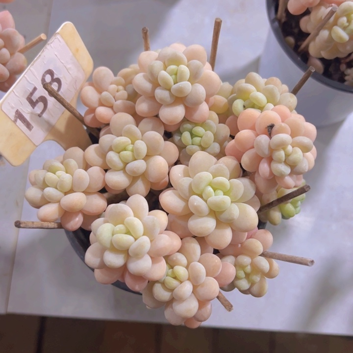 健健康康平平安安