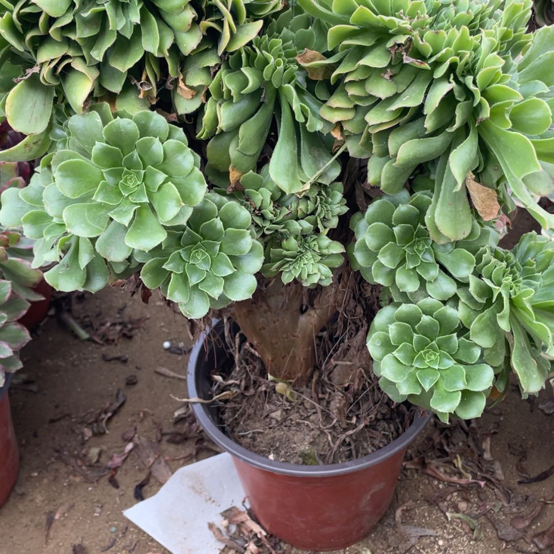 371绿杨蓉缀多肉法师断枝不包