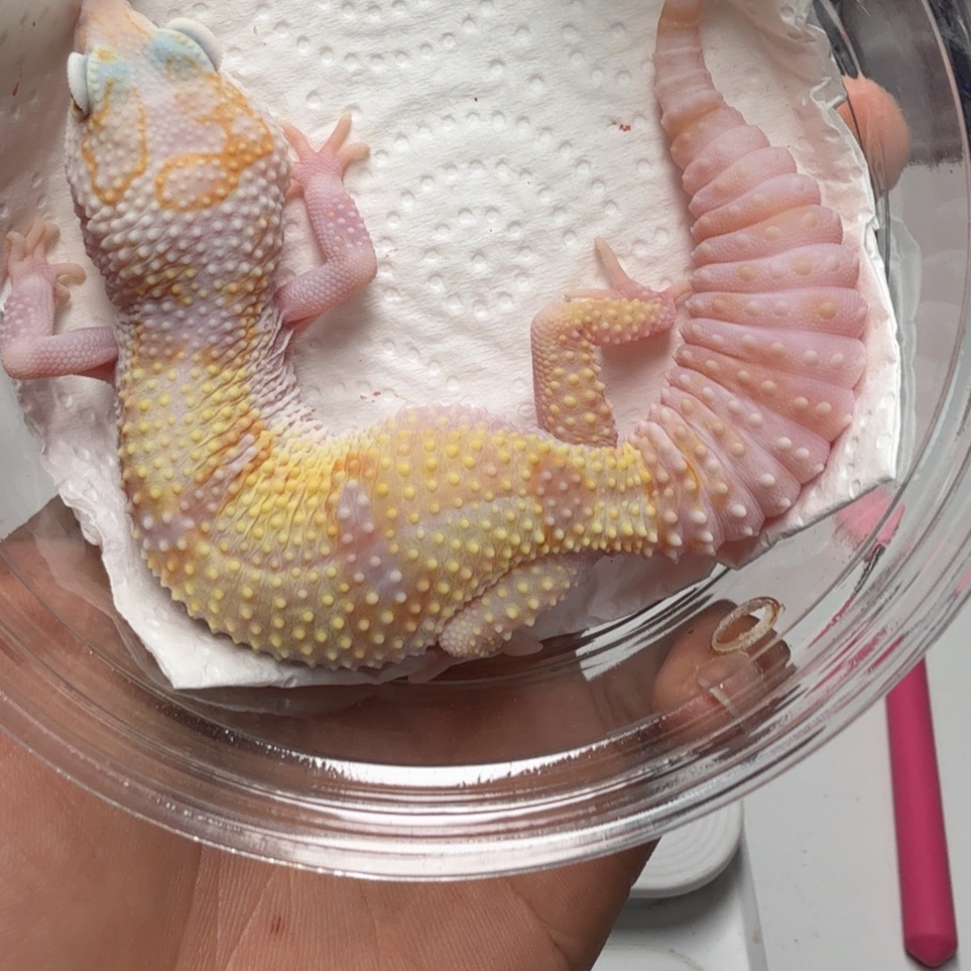 豹纹守宫白黄蜡笔川普妹妹