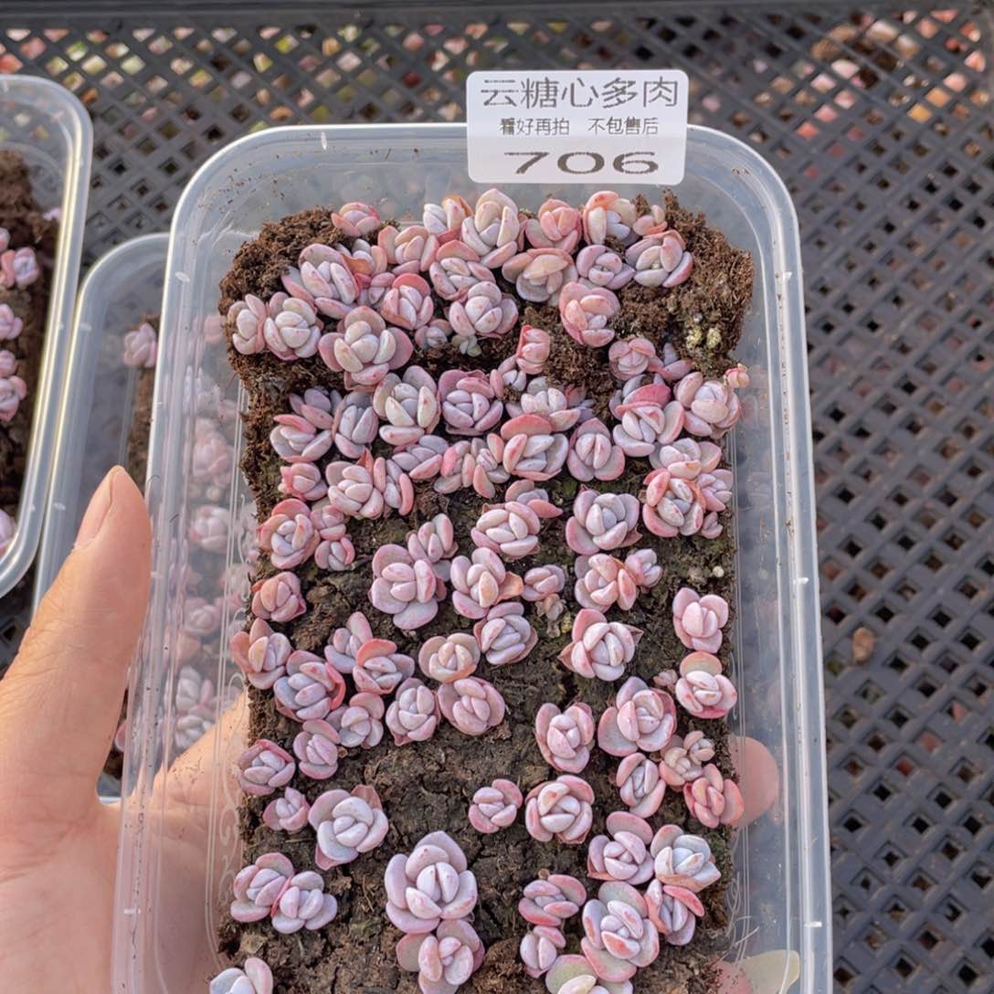 云糖心多肉植物706