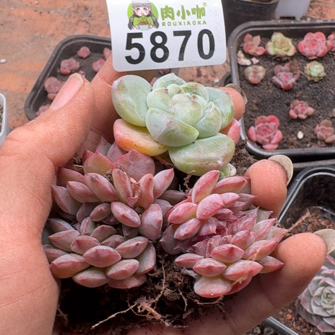 今***丶多肉植物多肉植物