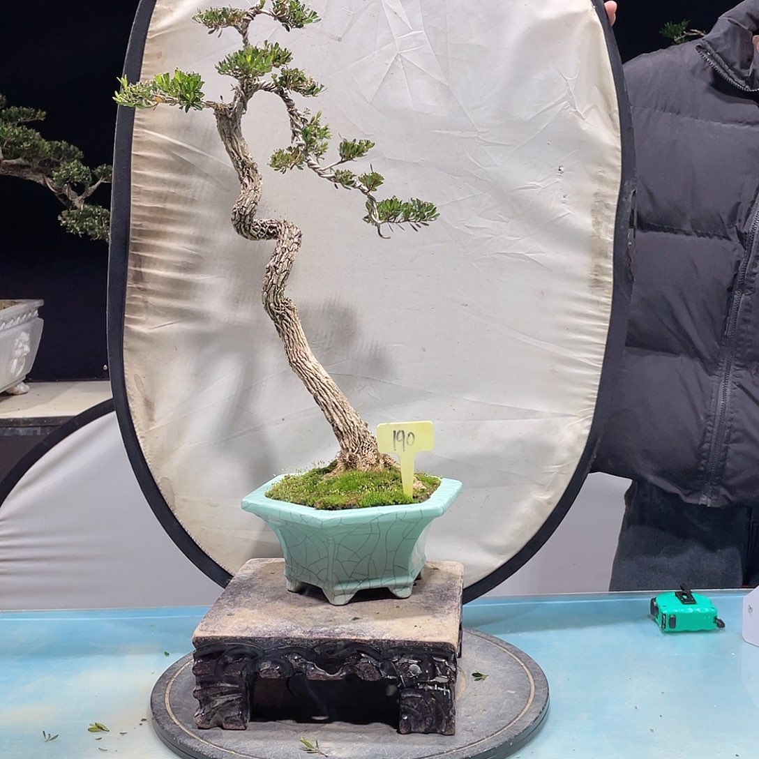 还有黄杨黄杨黄杨