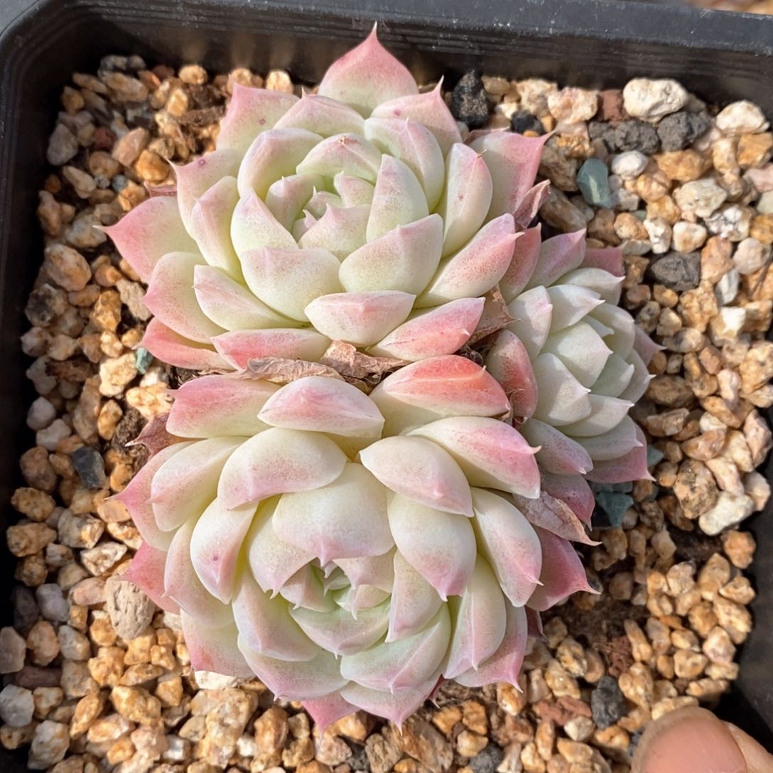 精品多肉一物一拍不包整40