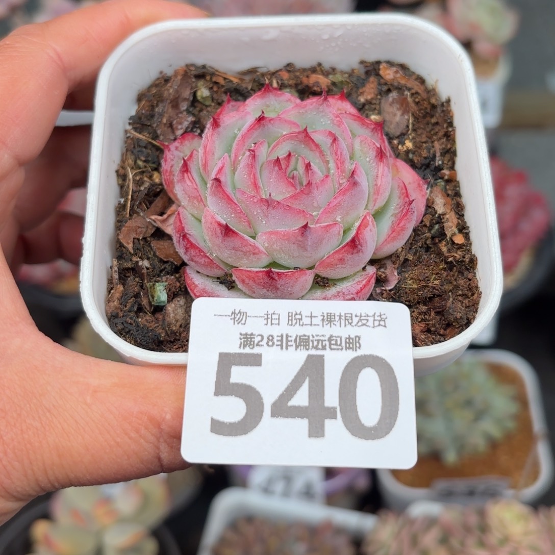 侧影单头无盆土发货