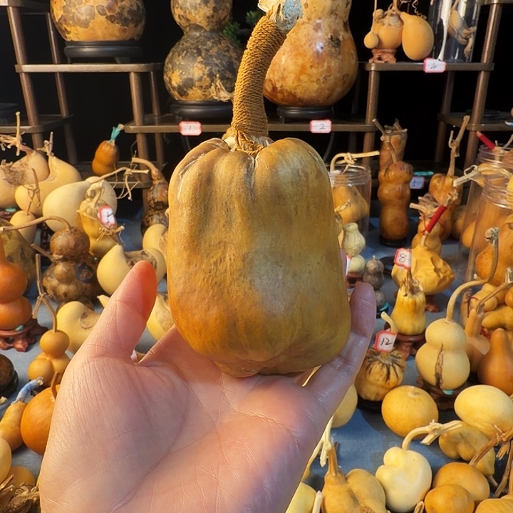 依****葫芦大厚皮是真的好看