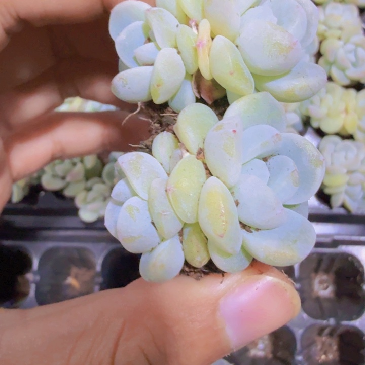 奶油冰玉双头五颗一组