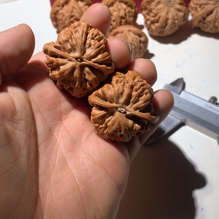 把件文玩核桃大*王粗筋