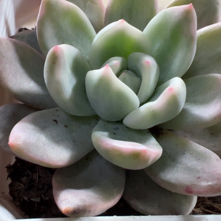 香槟锦多肉植物量拍