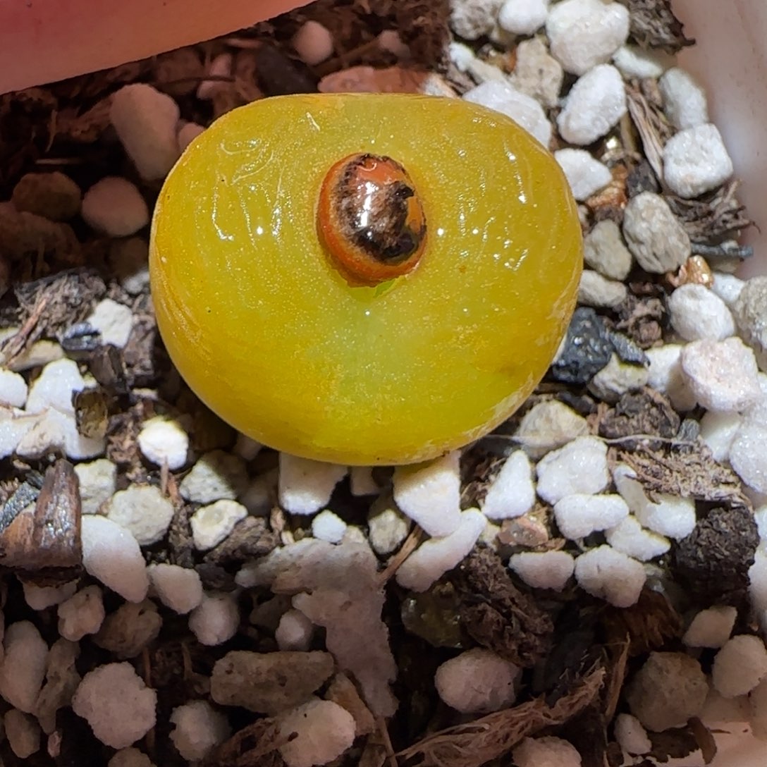 肉锥多肉植物百科-526