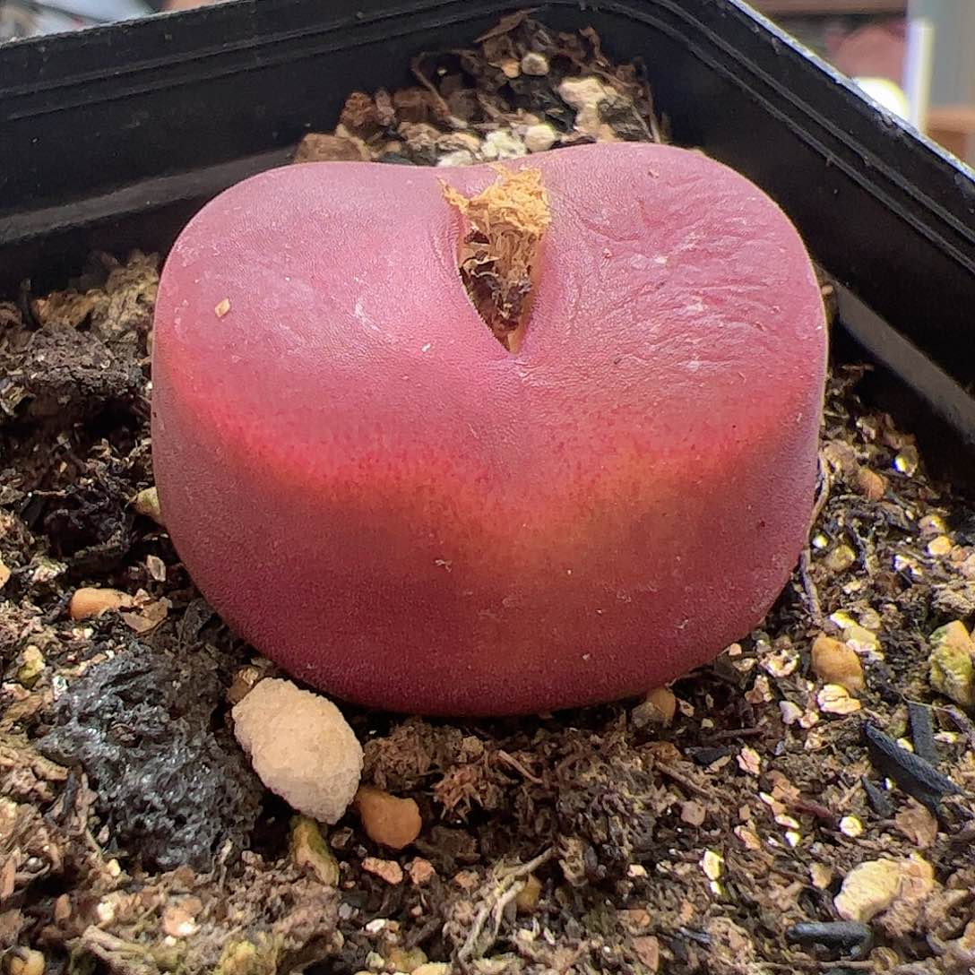 【闪购商品】320 水蜜桃