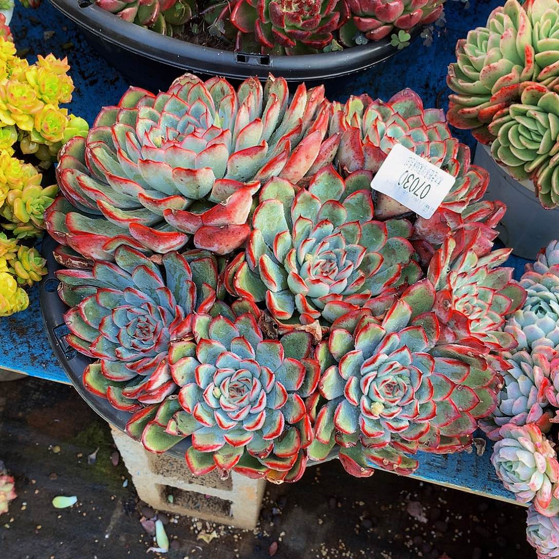 雪***飘    荷花多肉07030