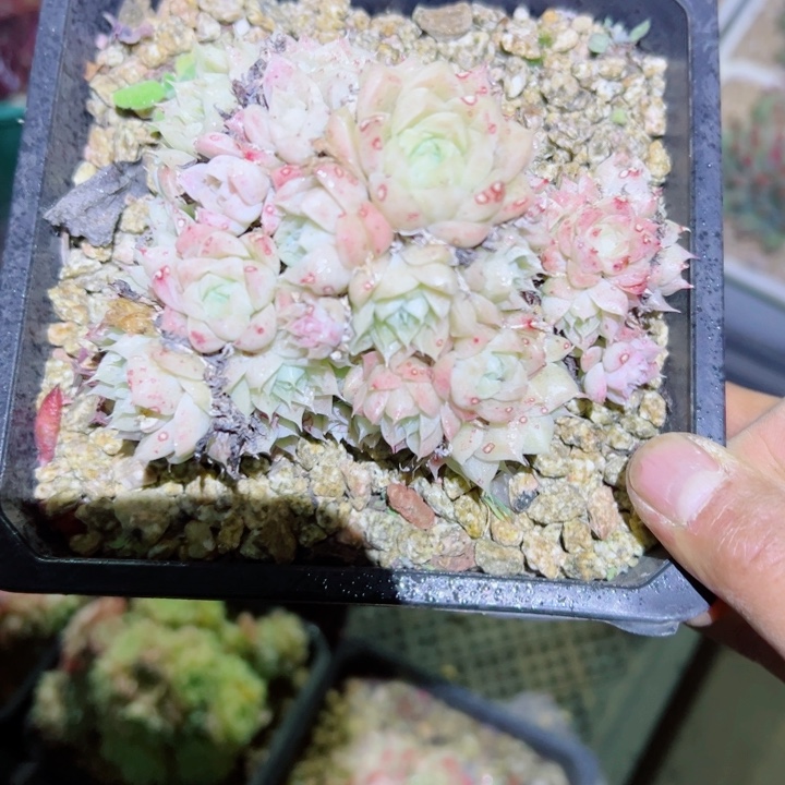 精品多肉植物老桩