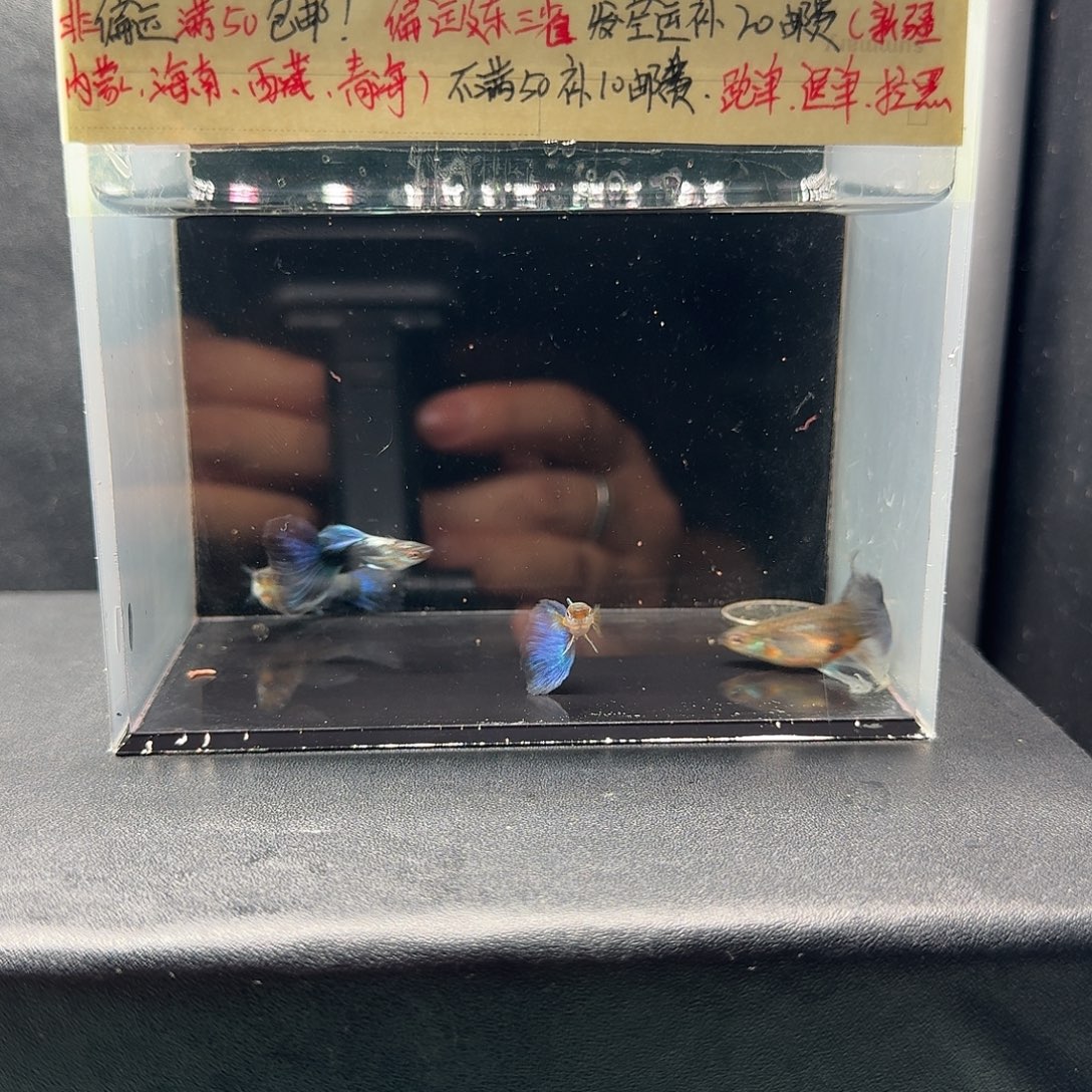 孔雀鱼蓝礼服绣球两对